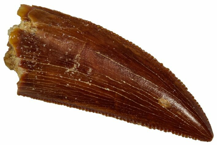 Serrated Raptor Tooth - Real Dinosaur Tooth #353348